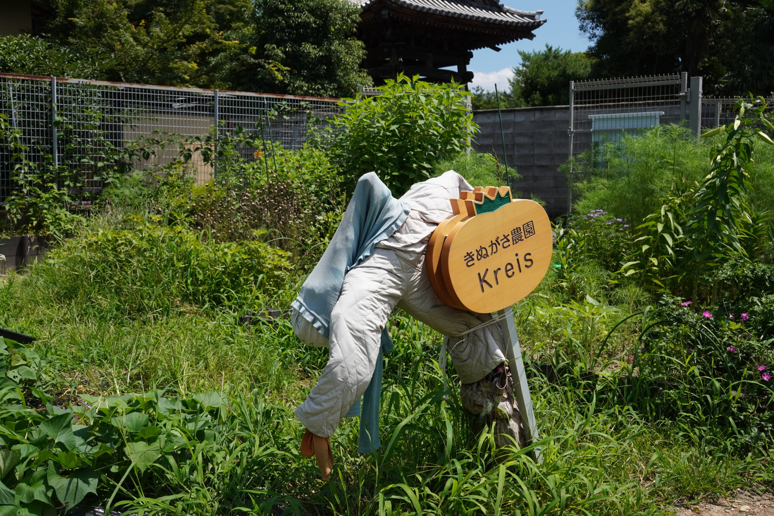 立命館大学「きぬがさ農園」を見学しました