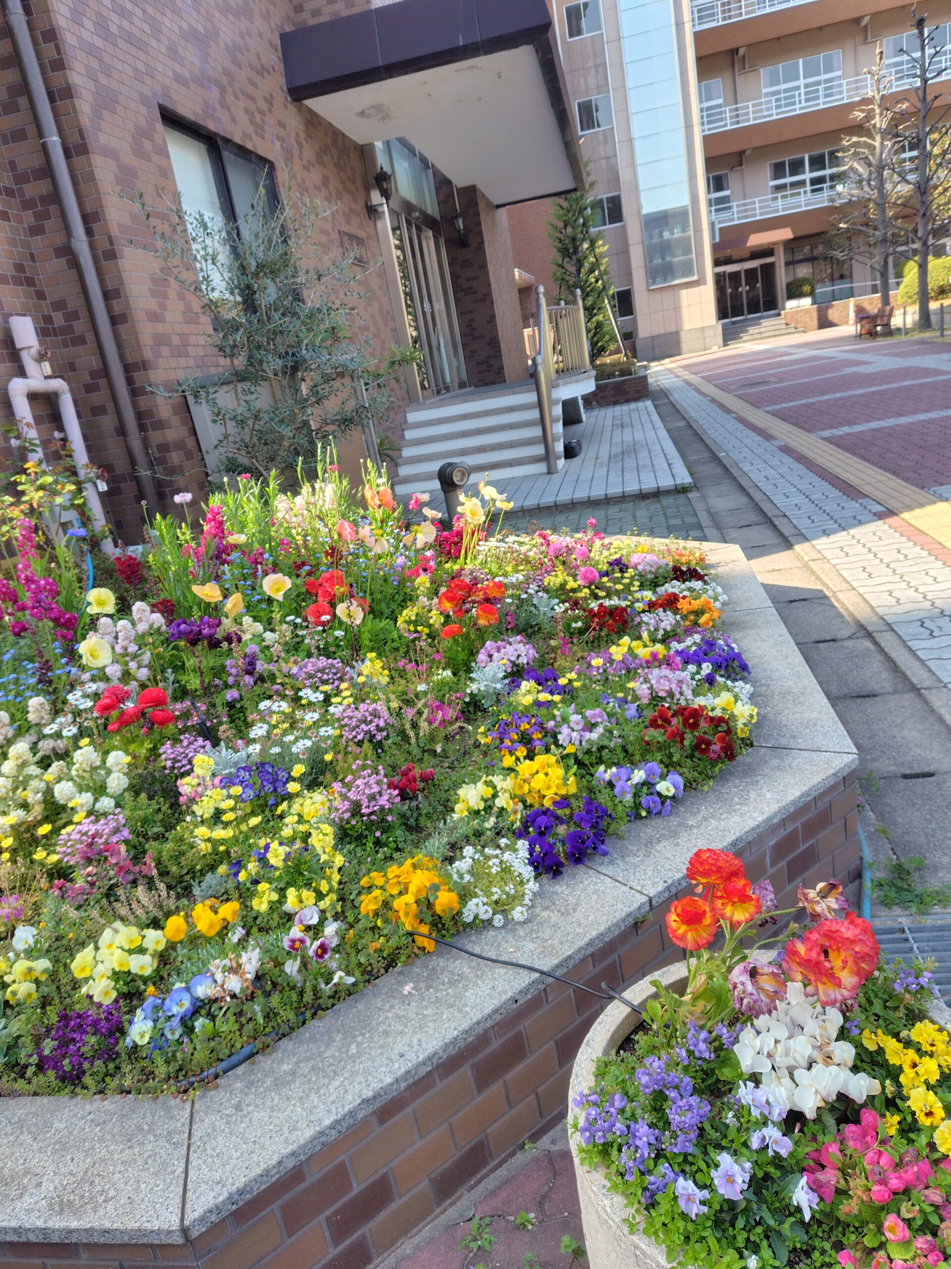 校园花卉新闻（3：校园露面1）