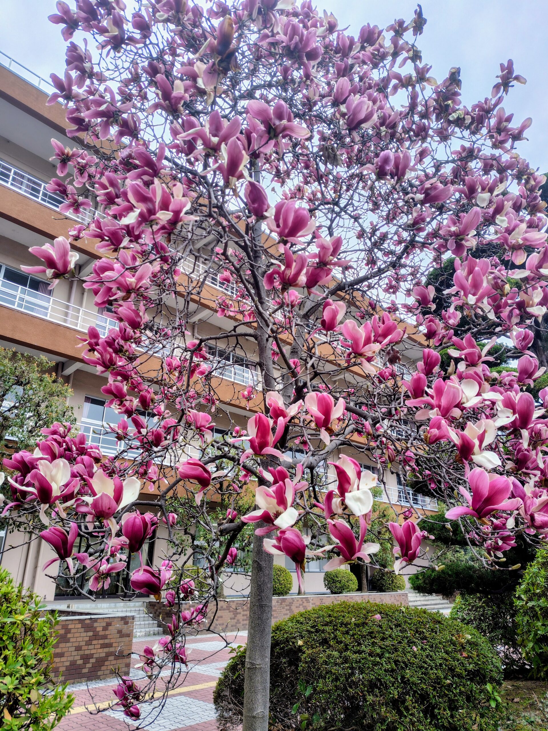 キャンパスの花だより②：山桜の散るころ、シモクレンが満開です