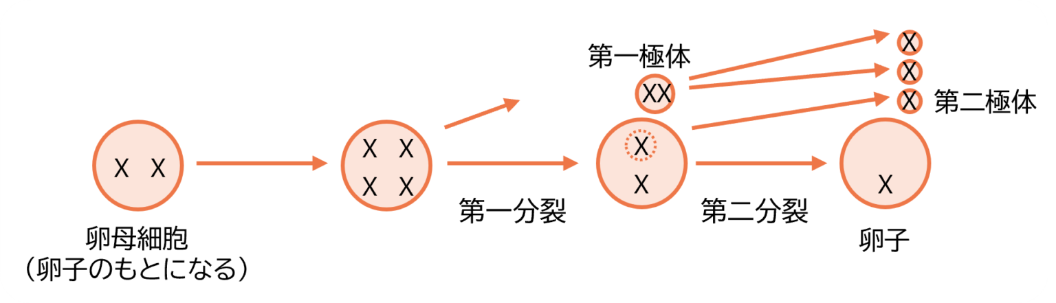 魚を情報デザインする(7) 「サーモンはメスの方が大切」| 京都光華大学 短期大学部 ライフデザイン学科