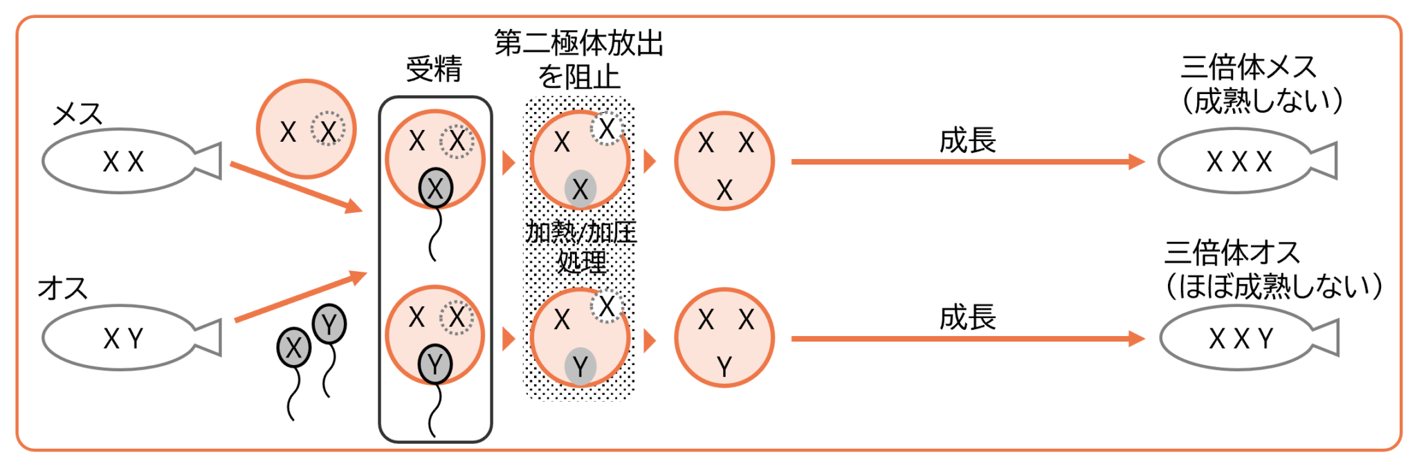 魚を情報デザインする(7) 「サーモンはメスの方が大切」| 京都光華大学 短期大学部 ライフデザイン学科