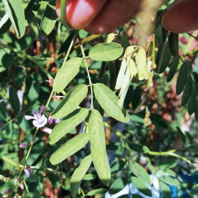 マメ科のナンバンコマツナギ。中南米でマヤの時代から藍染めに使われていた植物です。