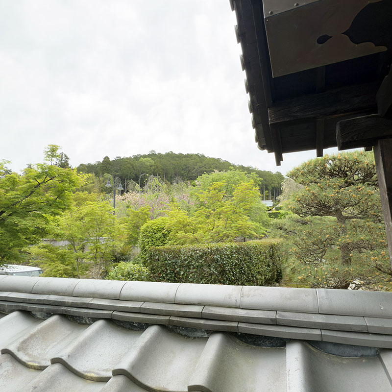 圓光寺正門から裏手(東側)の裏山を望む写真。筆者撮影。