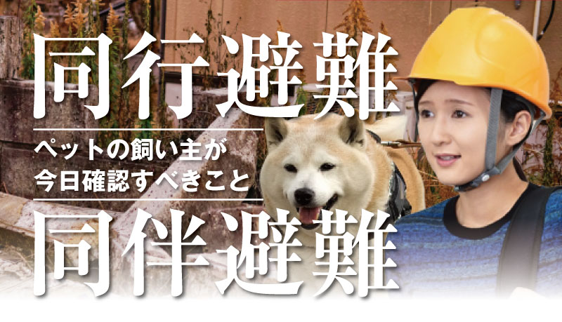 同行避難と同伴避難の違いは？災害時に備えて飼い主が今日確認すべきこと：崩れた塀や瓦礫が残る災害現場を背景に、ヘルメットをかぶった女性と柴犬の写真。中央に「同行避難」「同伴避難」の大見出しと、「ペットの飼い主が今日確認すべきこと」のサブテキストが重ねられた記事サムネイル。
