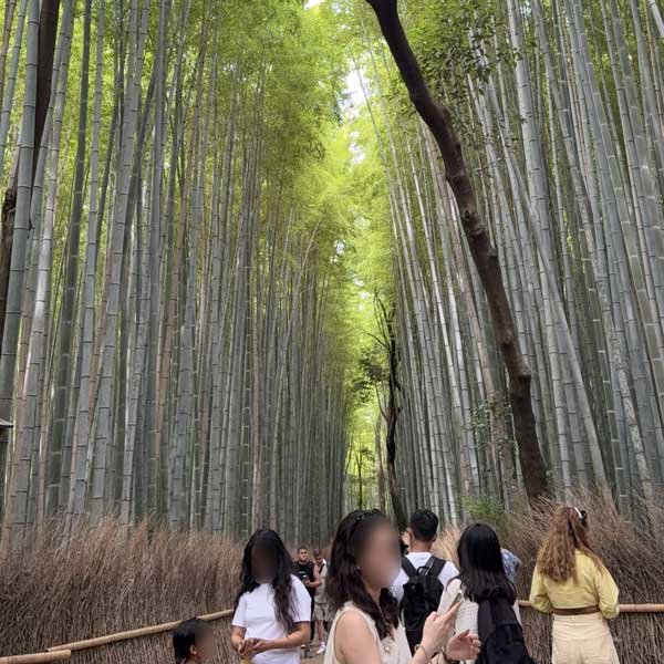 嵐山「竹林の小径」の様子を表す写真