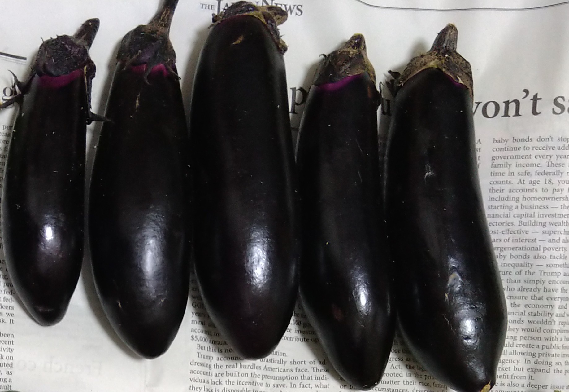 野菜作りから考える子育て