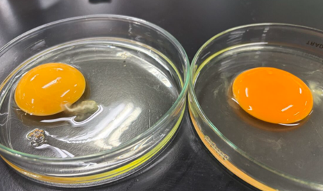食品衛生学実験～卵の鮮度判定🥚～