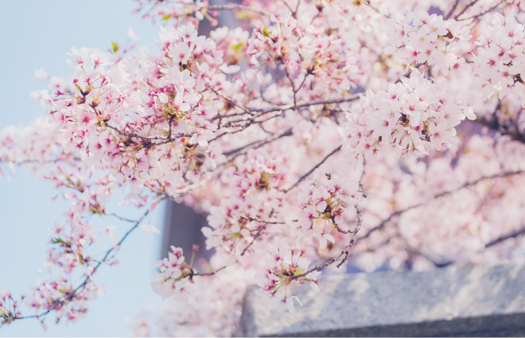 京都で学ぶ